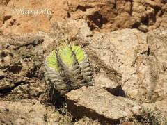 Astrophytum ornatum
