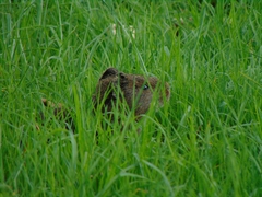 Cavia aperea anolaimae