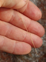 Aristida gyrans