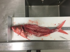 Japanese Rubyfish photo 3