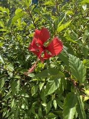 Hibiscus × archeri