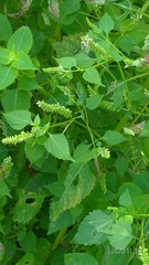 Basilicum polystachyon