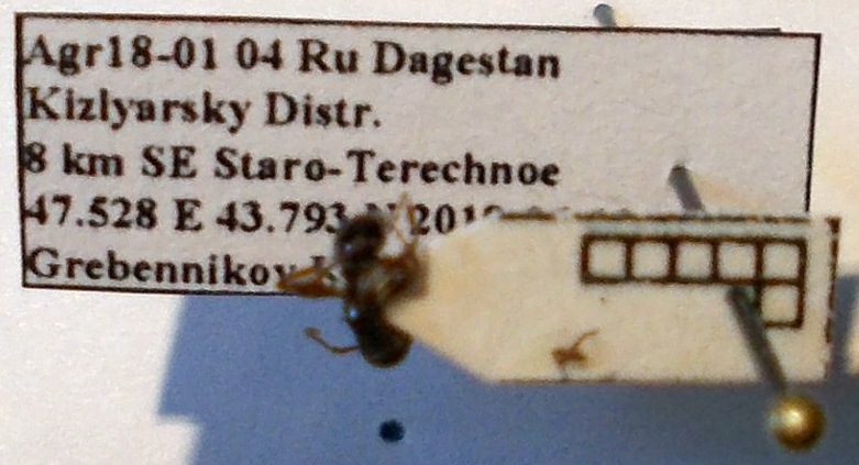 Myrmica bergi