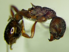 Myrmica bergi