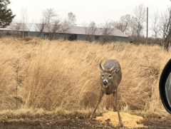 Odocoileus virginianus