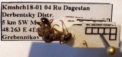 Myrmica bergi
