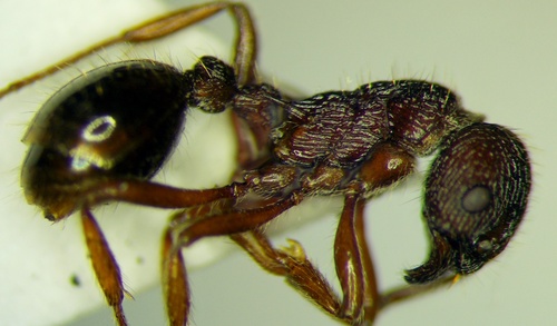 Myrmica bergiMyrmica bergi