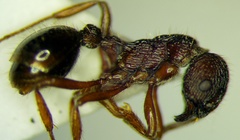 Myrmica bergi