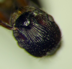 Myrmica bergi