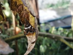 Spoladea recurvalis
