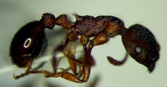 Myrmica bergi