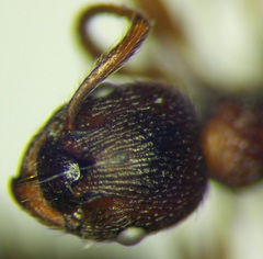 Myrmica bergi