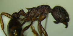 Myrmica bergi