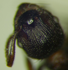 Myrmica bergi