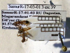 Myrmica rugulosa