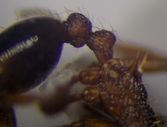 Myrmica rugulosa