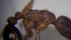 Myrmica rugulosa