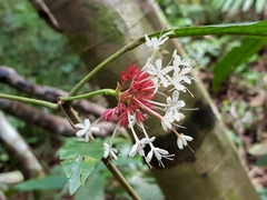 Clerodendrum deflexum