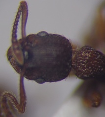 Myrmica rugulosa