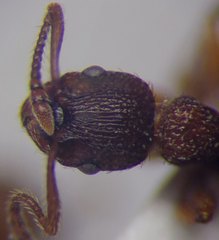 Myrmica rugulosa