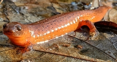 Pseudotriton montanus montanus