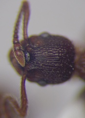 Myrmica rugulosa