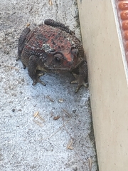 Duttaphrynus melanostictus