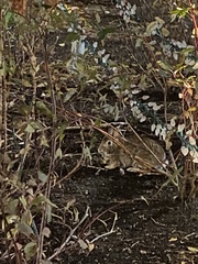 Sylvilagus floridanus
