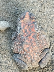 Duttaphrynus melanostictus