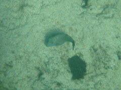 Canthigaster amboinensis