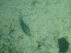 Canthigaster amboinensis