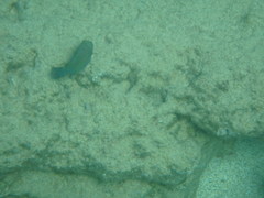 Canthigaster amboinensis