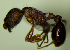 Myrmica sabuleti