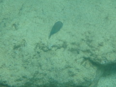 Canthigaster amboinensis