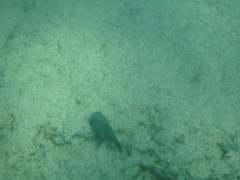 Canthigaster amboinensis