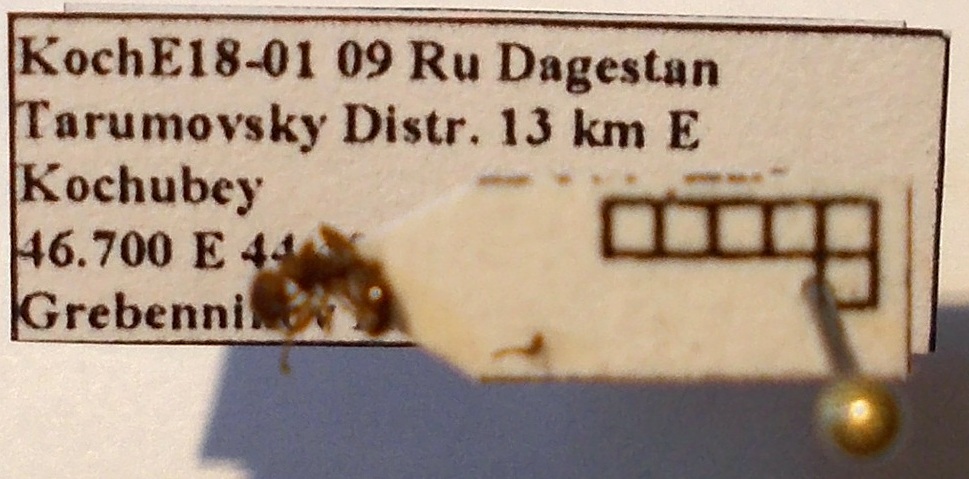 Myrmica scabrinodis