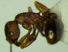 Myrmica scabrinodis