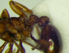 Myrmica scabrinodis