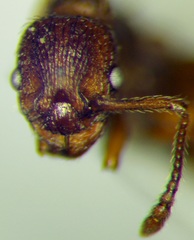 Myrmica scabrinodis