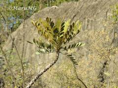 Pseudosmodingium virletii