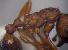 Myrmica scabrinodis