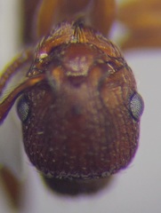 Myrmica scabrinodis