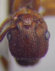 Myrmica scabrinodis