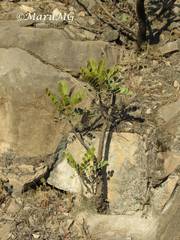 Pseudosmodingium virletii