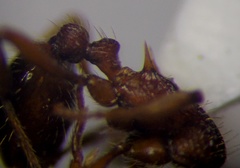 Myrmica scabrinodis