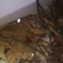 Spirobranchus lamarcki