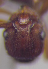 Myrmica scabrinodis