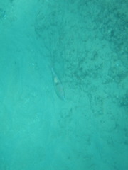 Parupeneus pleurostigma