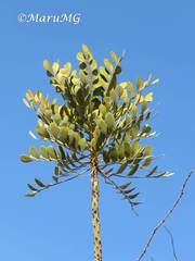 Pseudosmodingium virletii