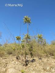 Pseudosmodingium virletii
